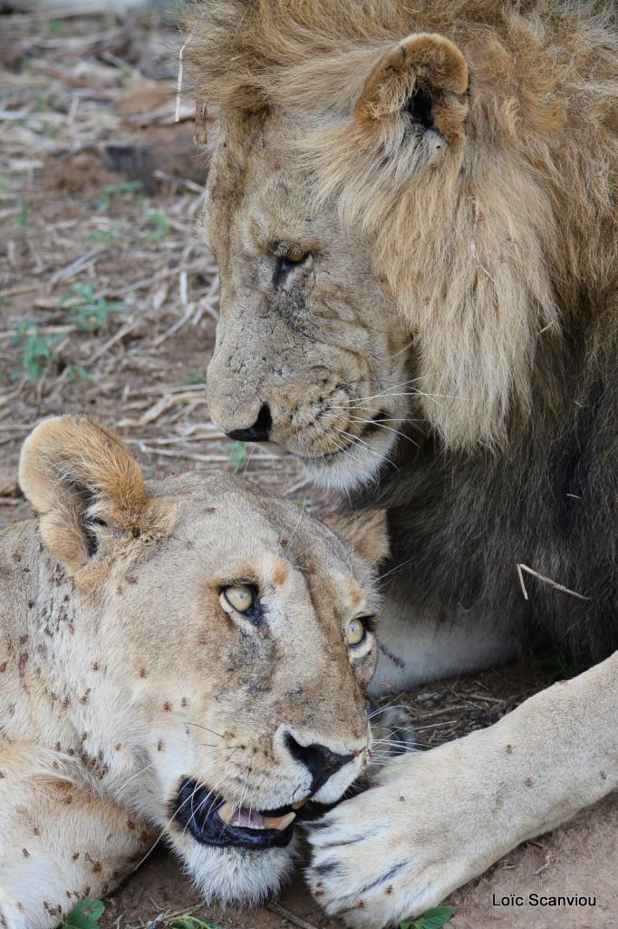 Lion (39)