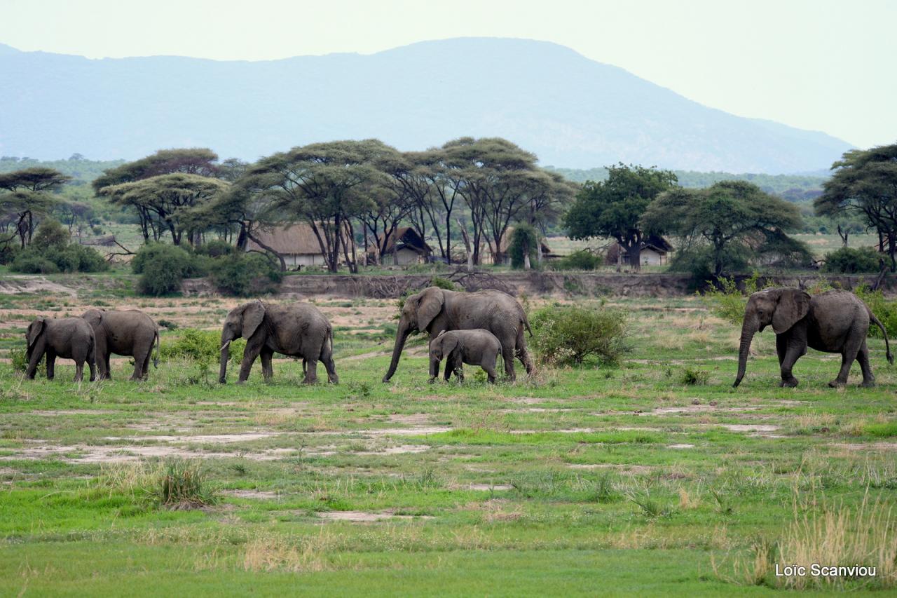 Eléphant (25)