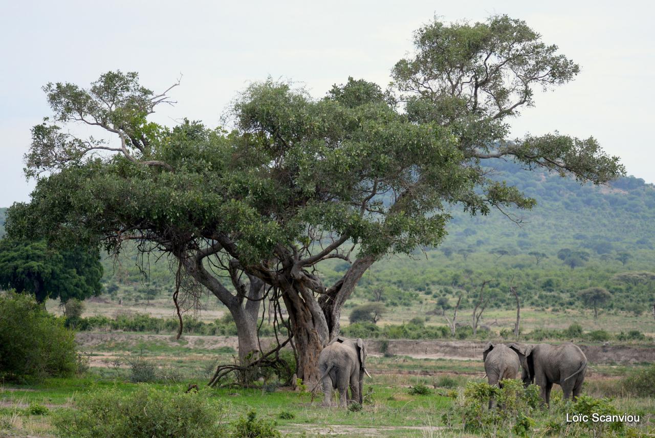Eléphant (26)