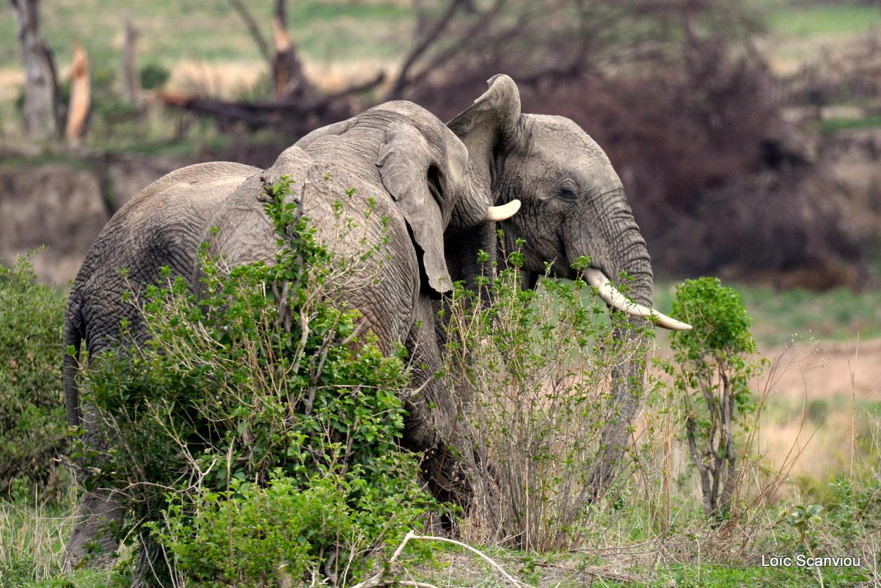 Eléphant (27)