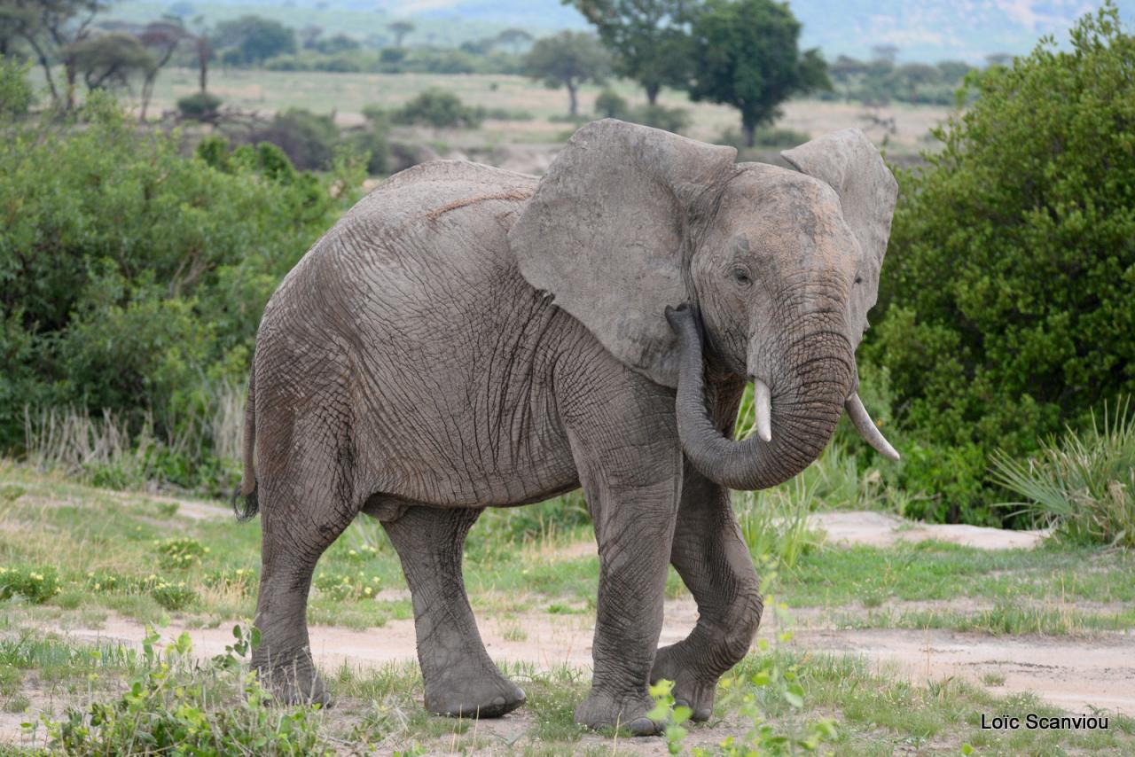 Eléphant (28)