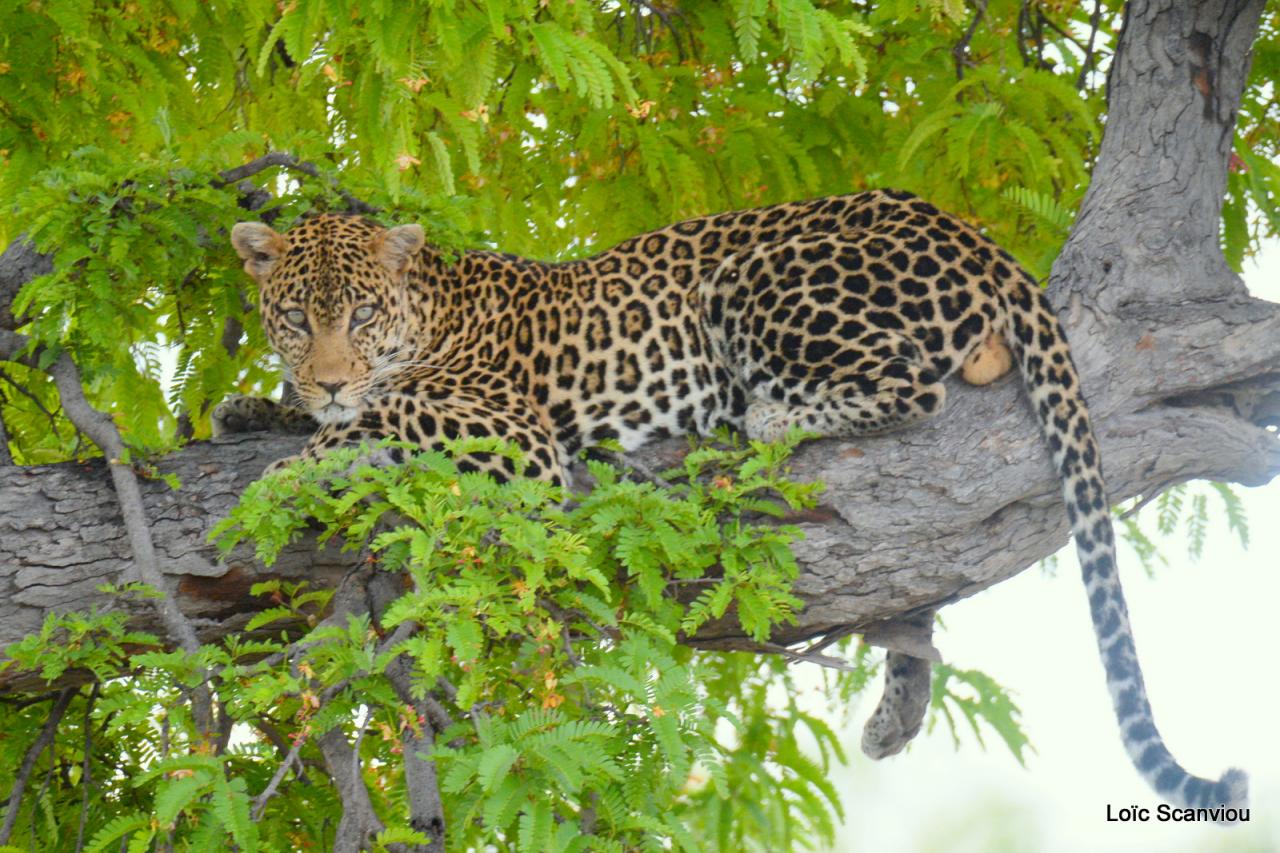 Léopard dans un arbre (7)