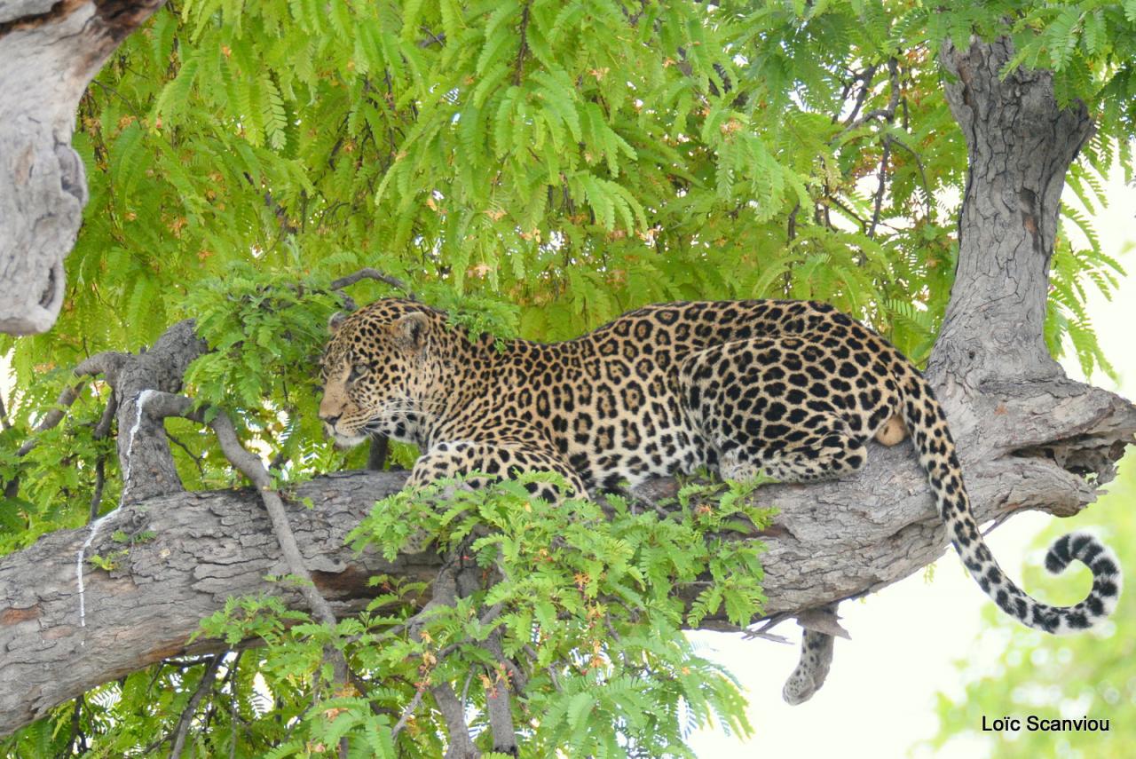 Léopard dans un arbre (8)