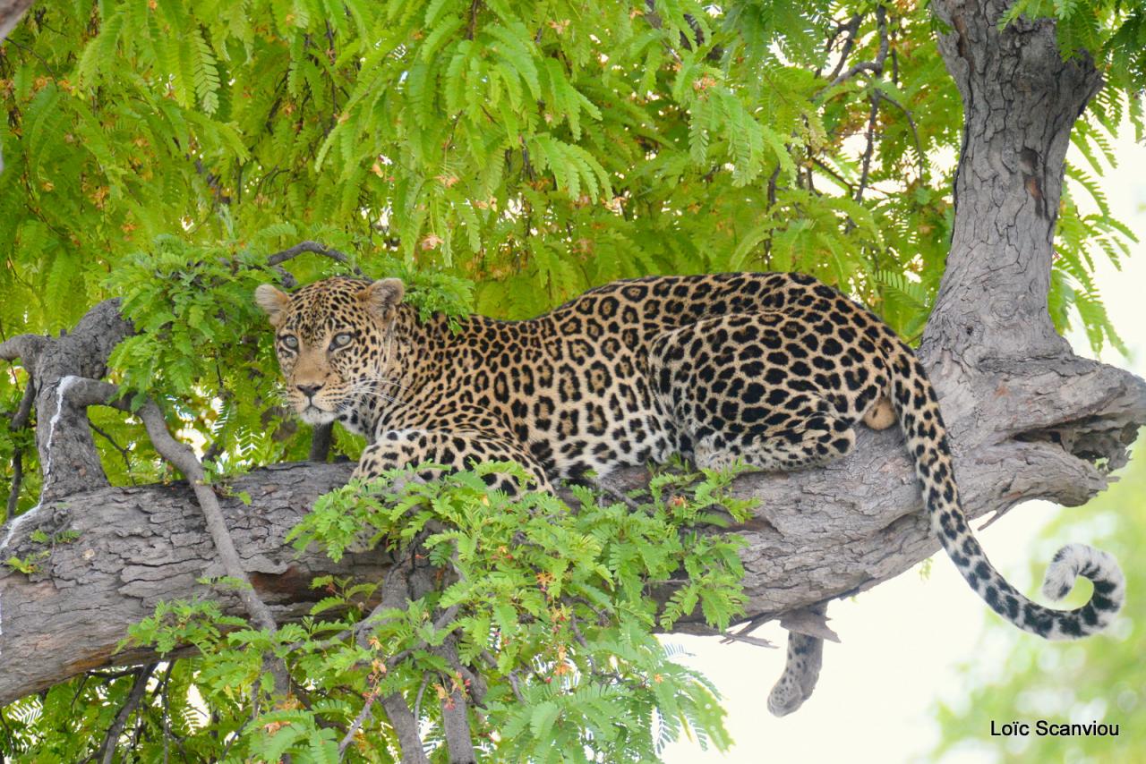 Léopard dans un arbre (9)