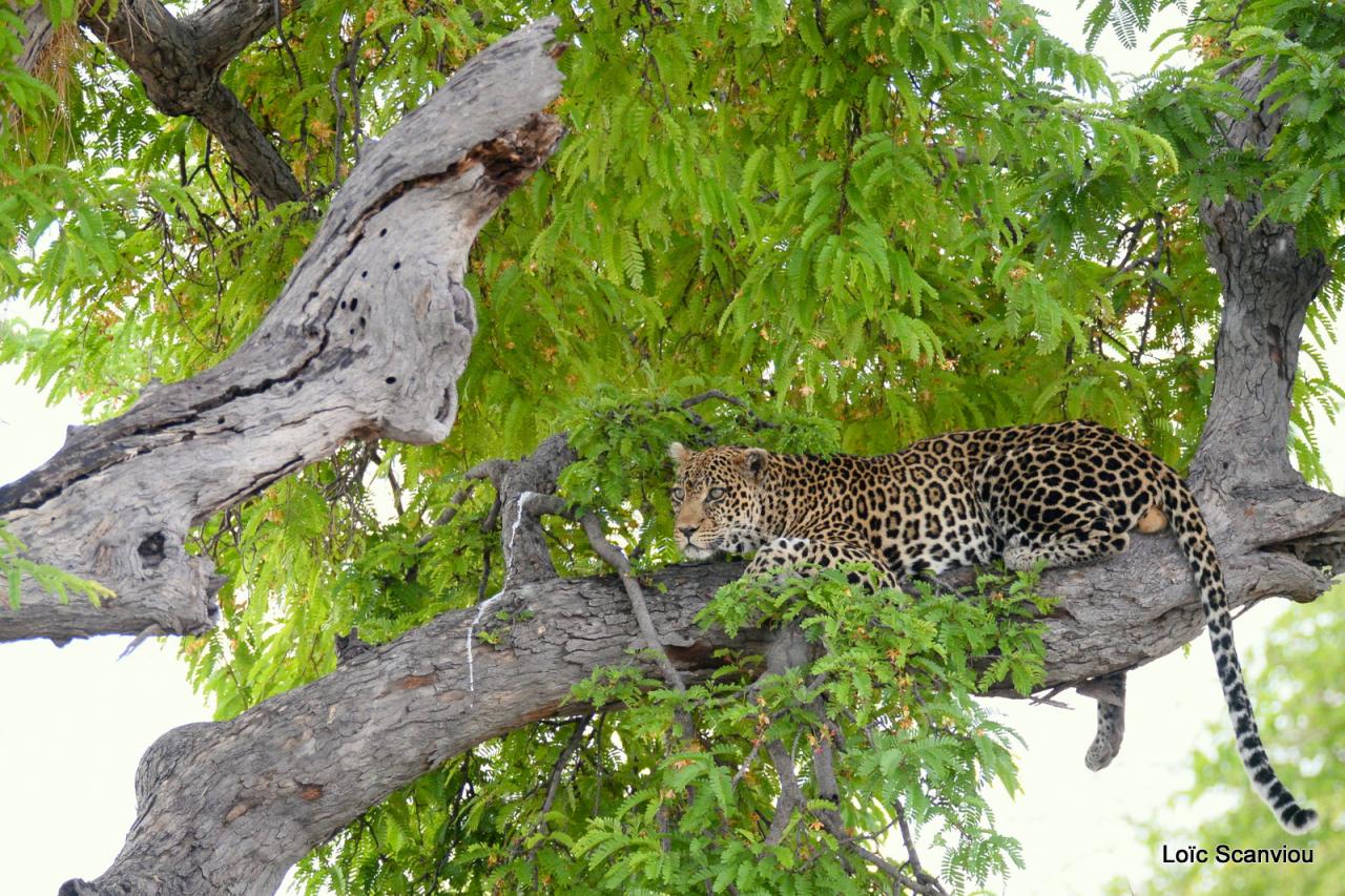 Léopard dans un arbre (11)