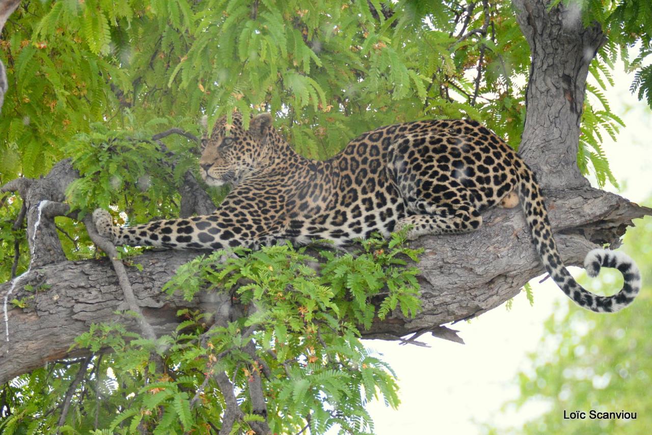 Léopard dans un arbre (12)