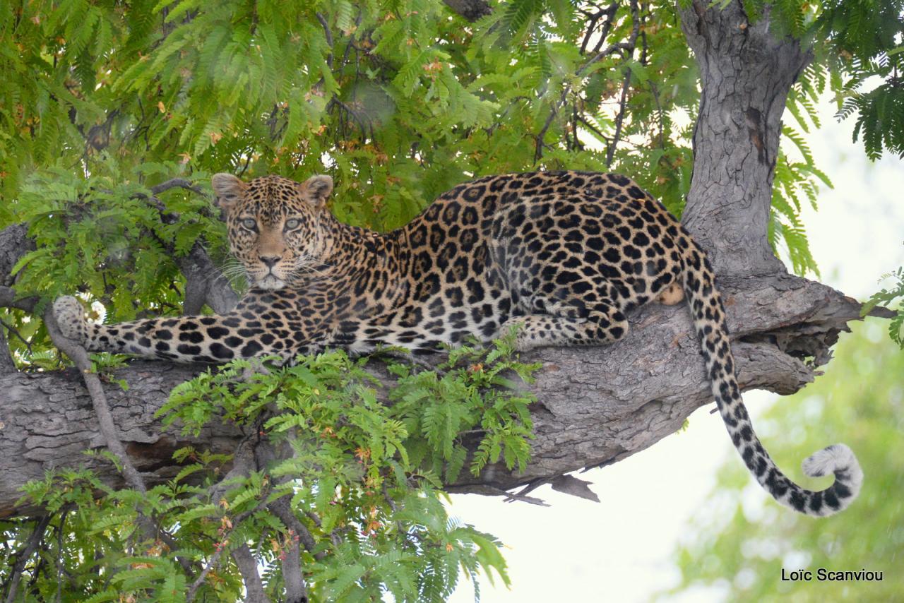 Léopard dans un arbre (13)
