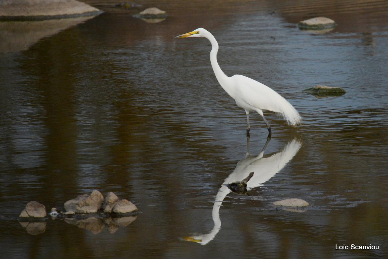 Aigrette/Egret (2)