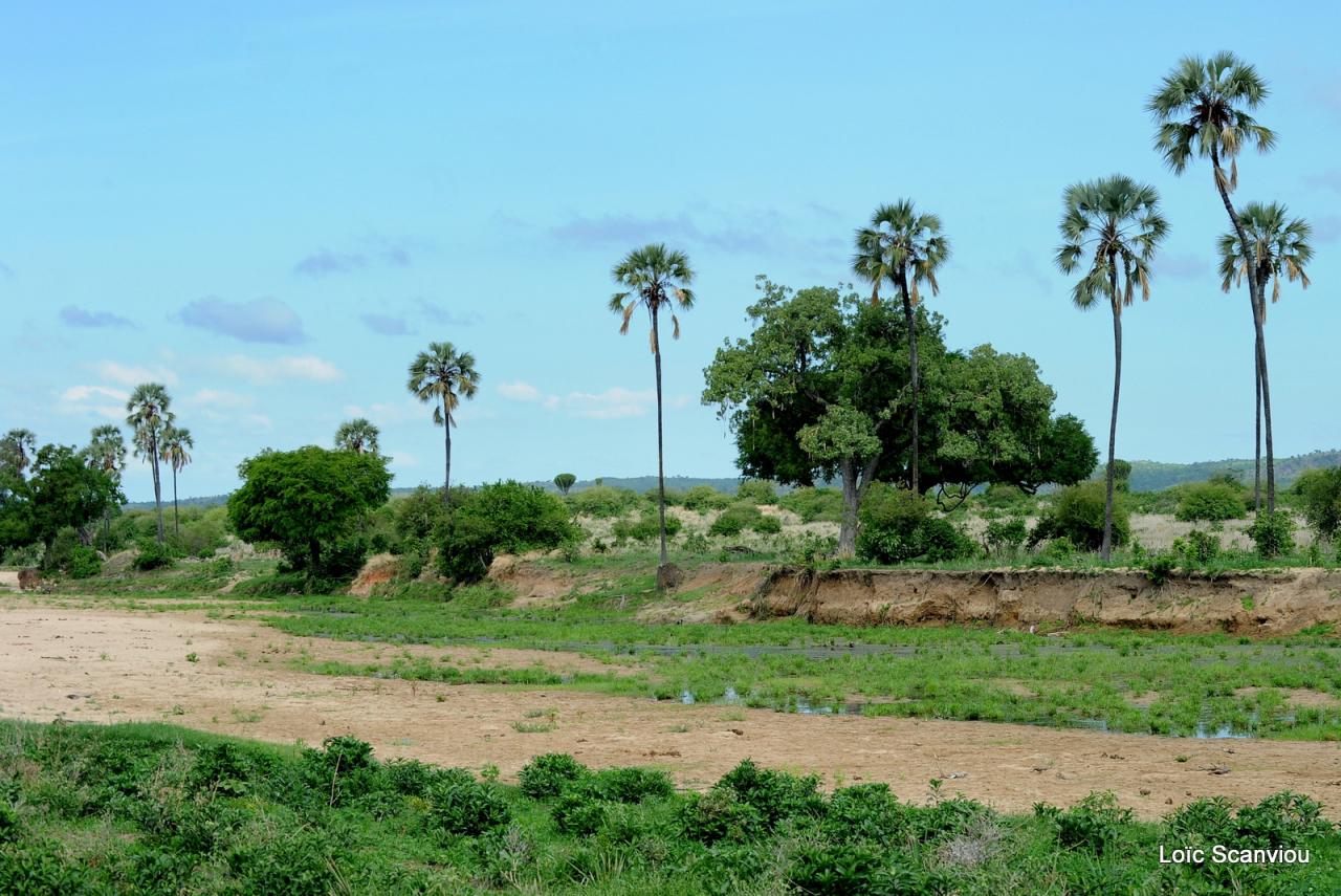 Ruaha (8)