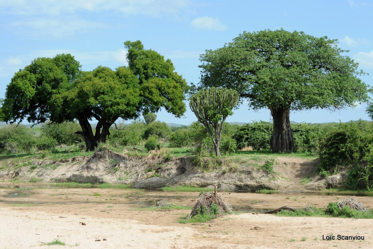 Ruaha (9)