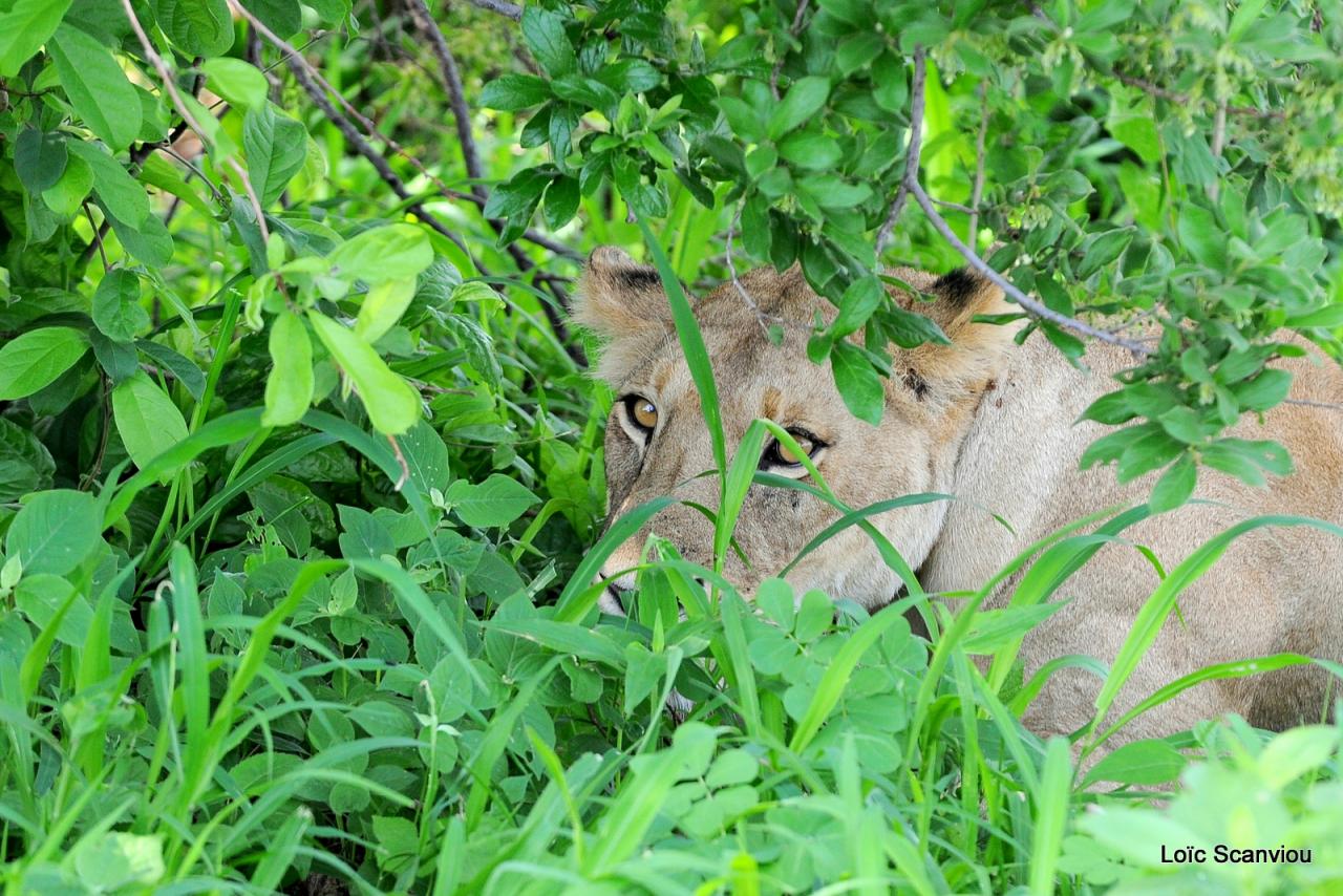 Lion (40)