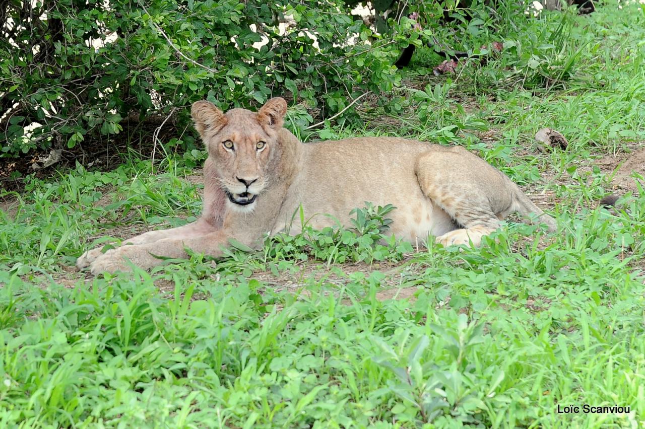 Lion (41)