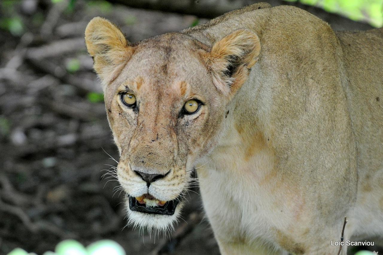 Lion (42)