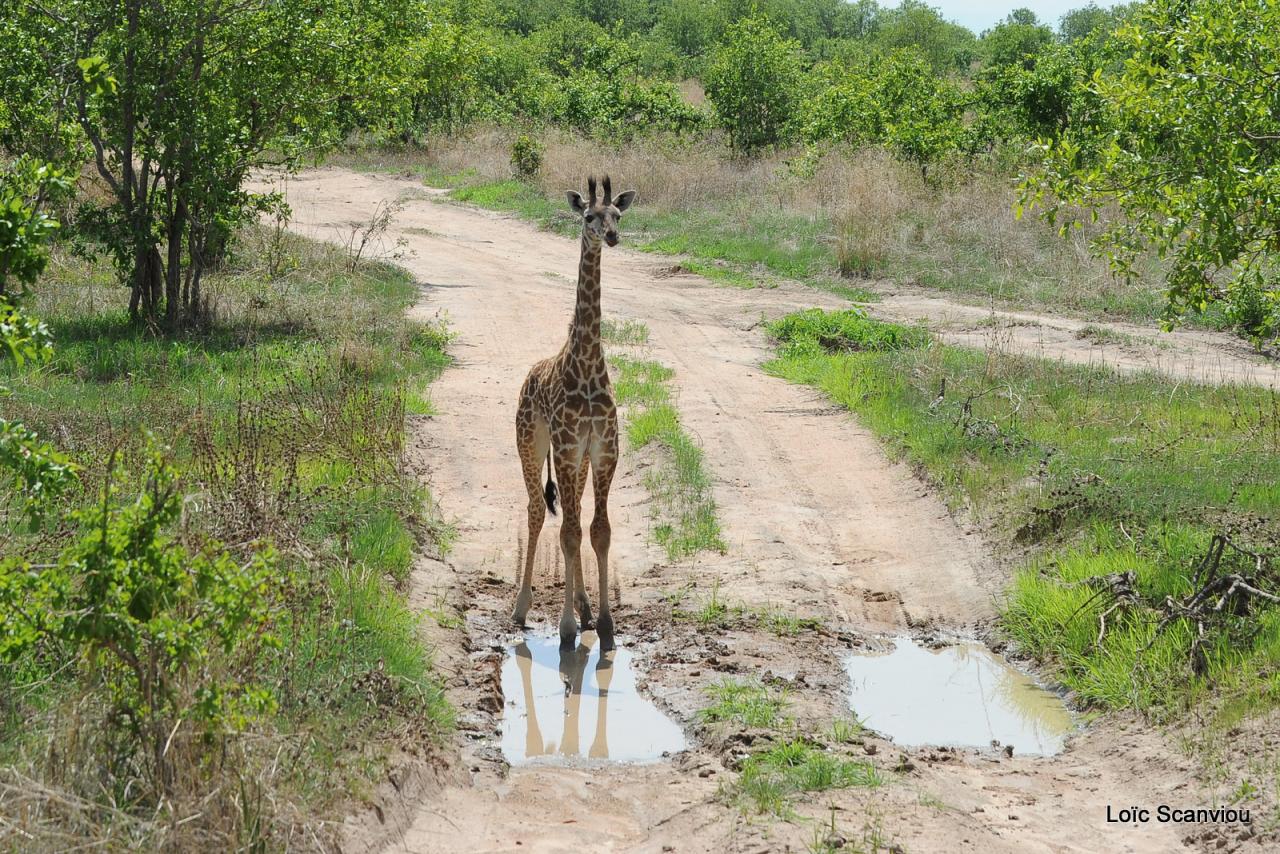Girafe/Giraffe (4)