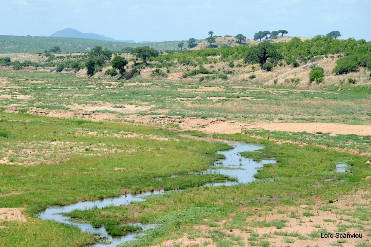 Ruaha (12)