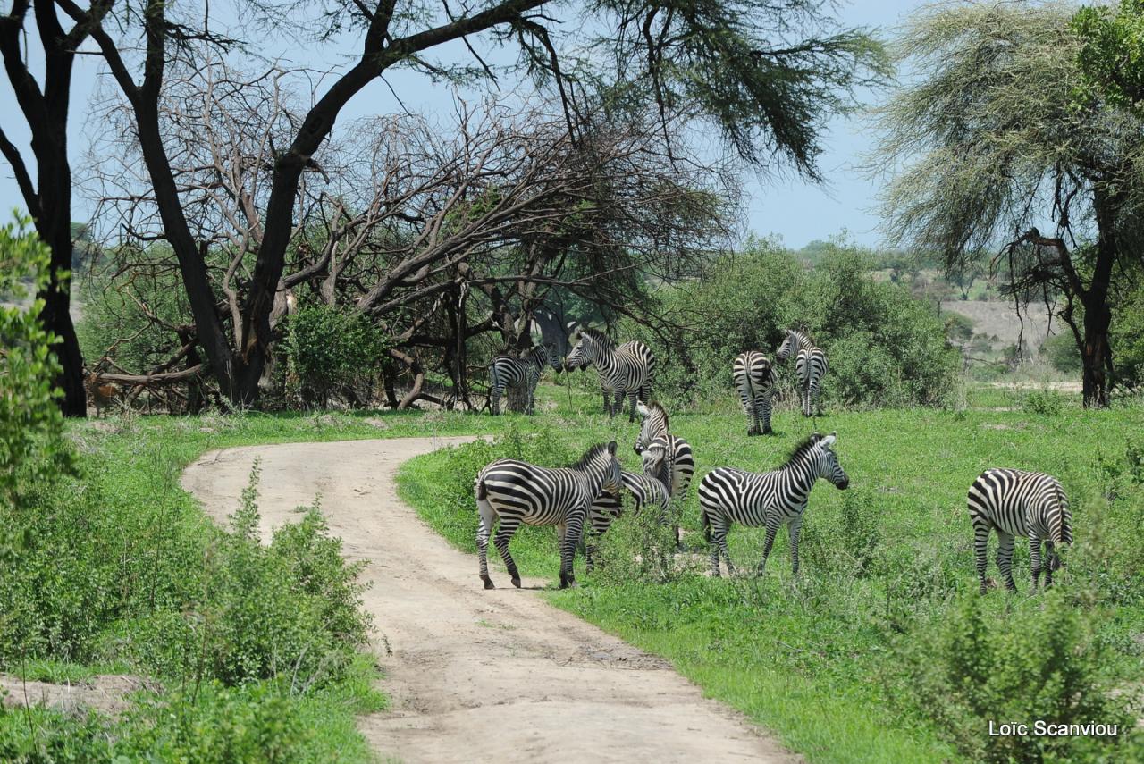 Zèbre/Zebra (1)