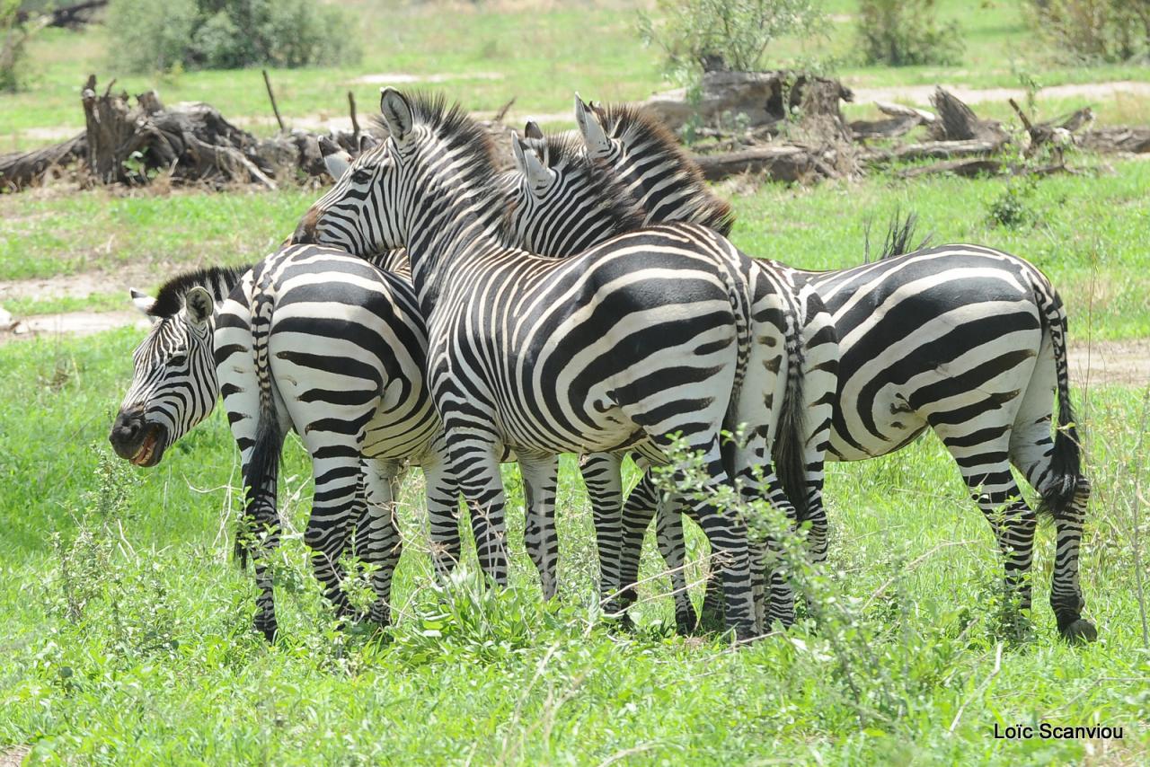 Zèbre/Zebra (2)