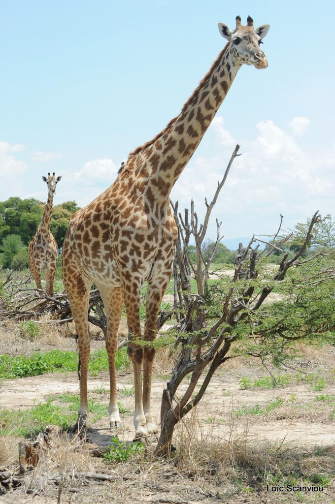 Girafe/Giraffe (6)