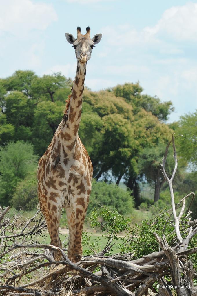 Girafe/Giraffe (7)