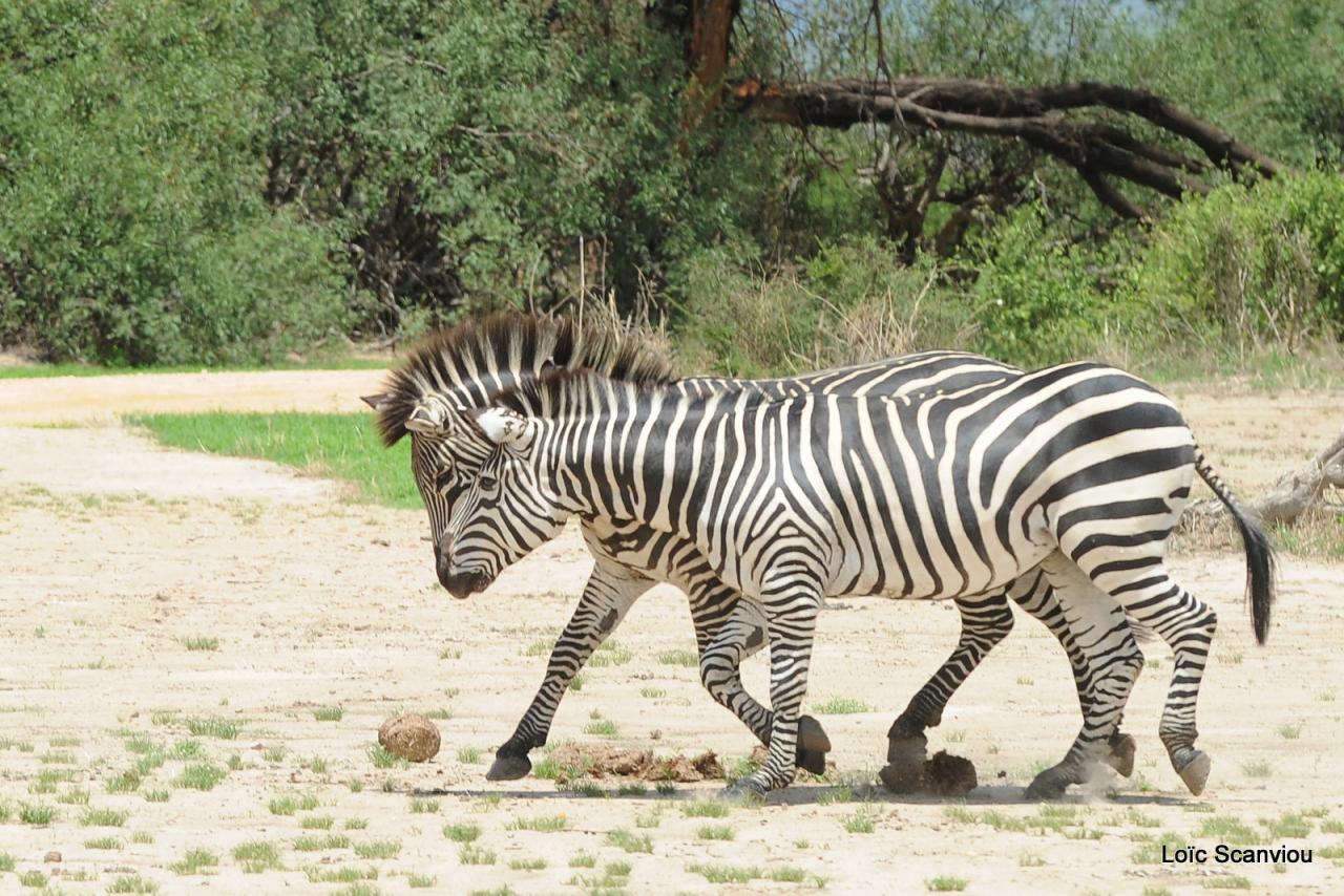 Zèbre/Zebra (4)