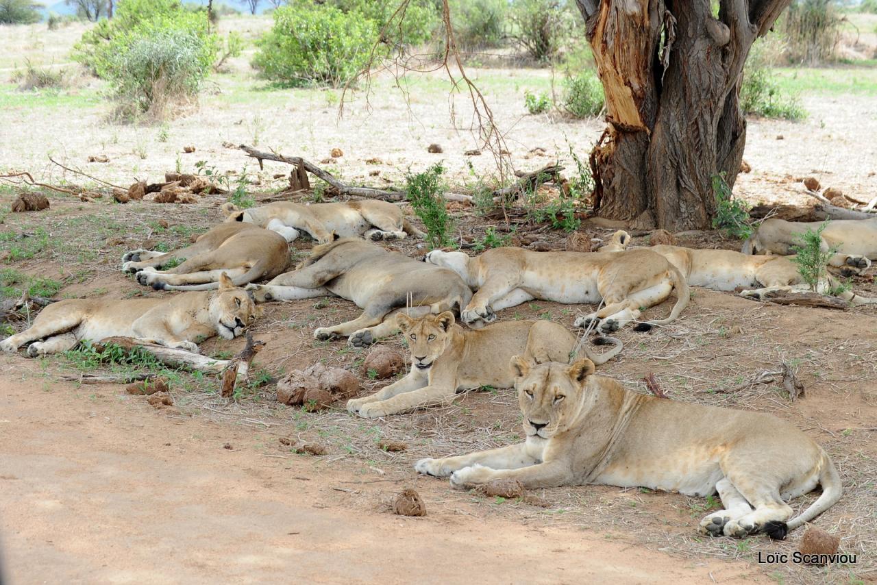 Lion (43)