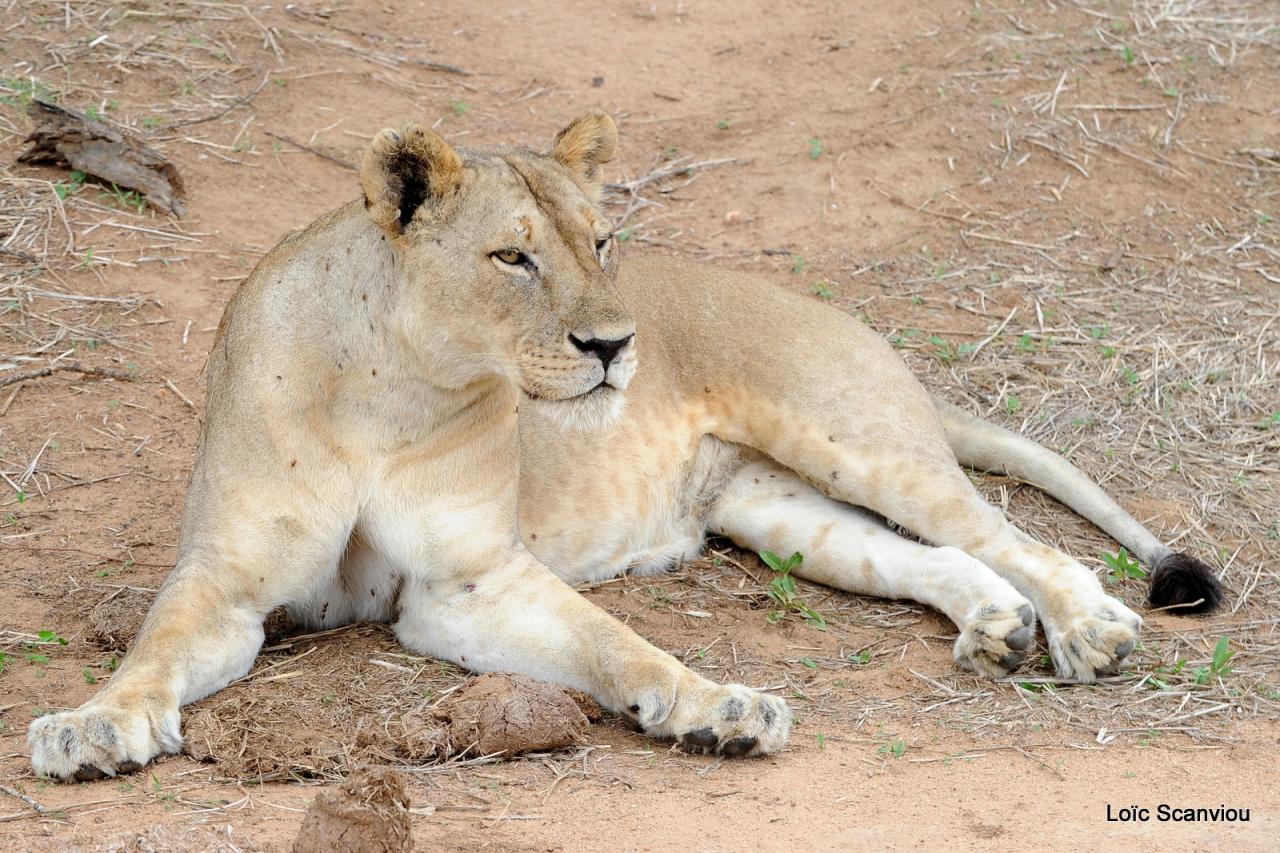 Lion (44)