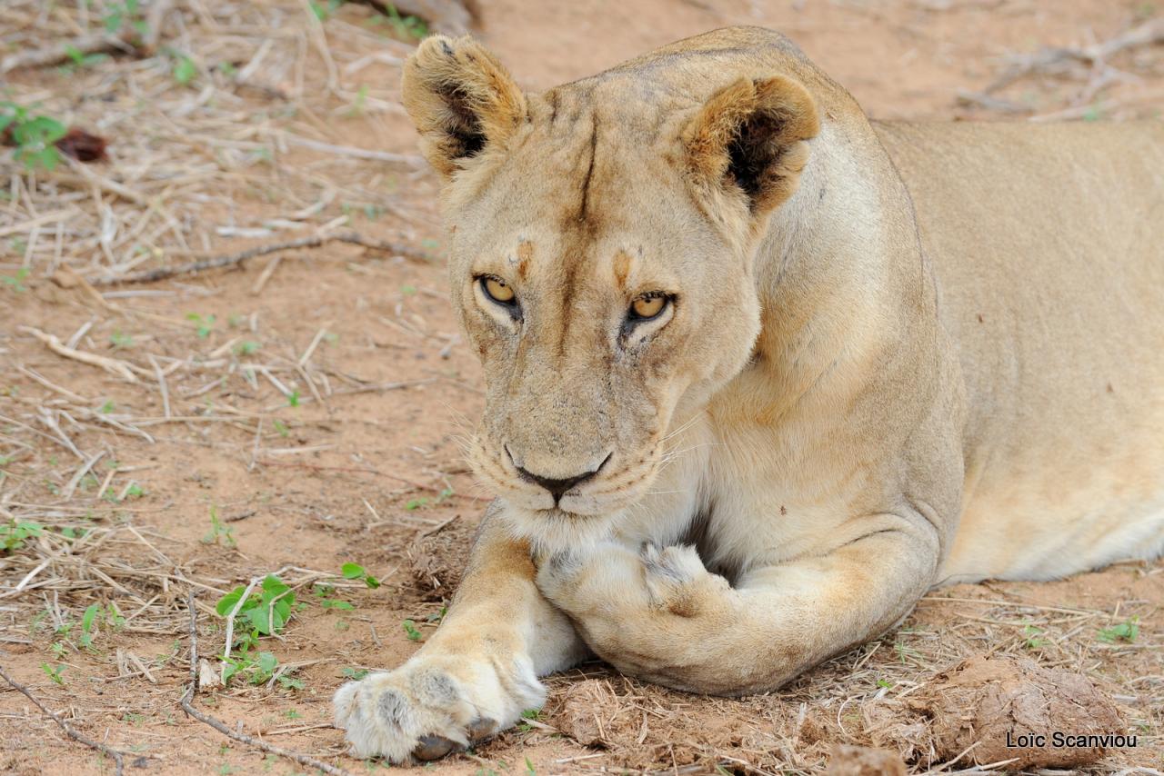 Lion (45)