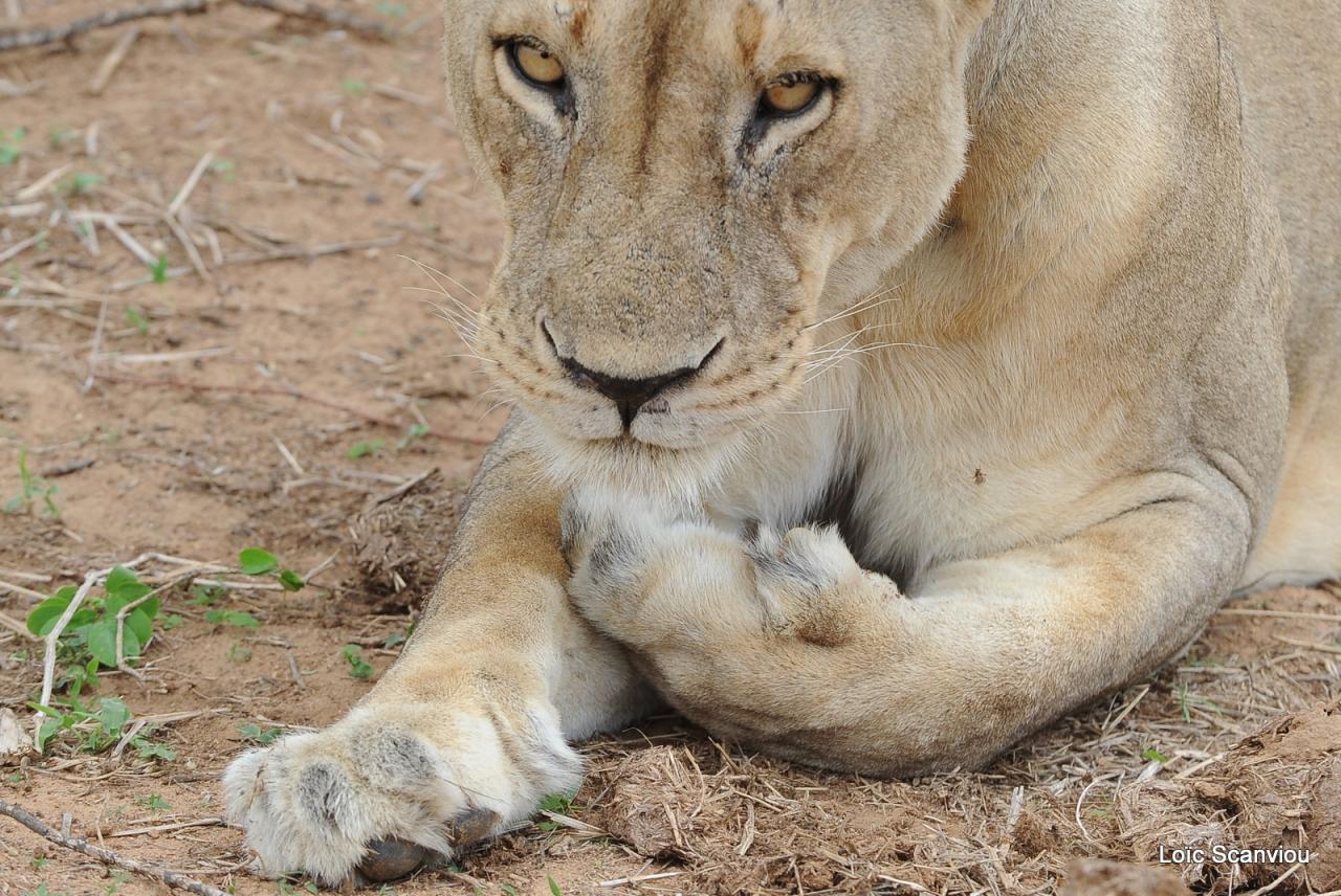 Lion (46)
