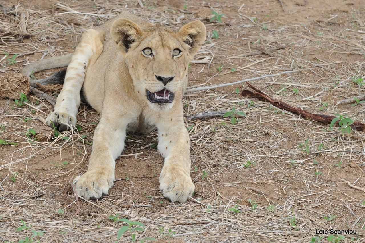 Lion (48)