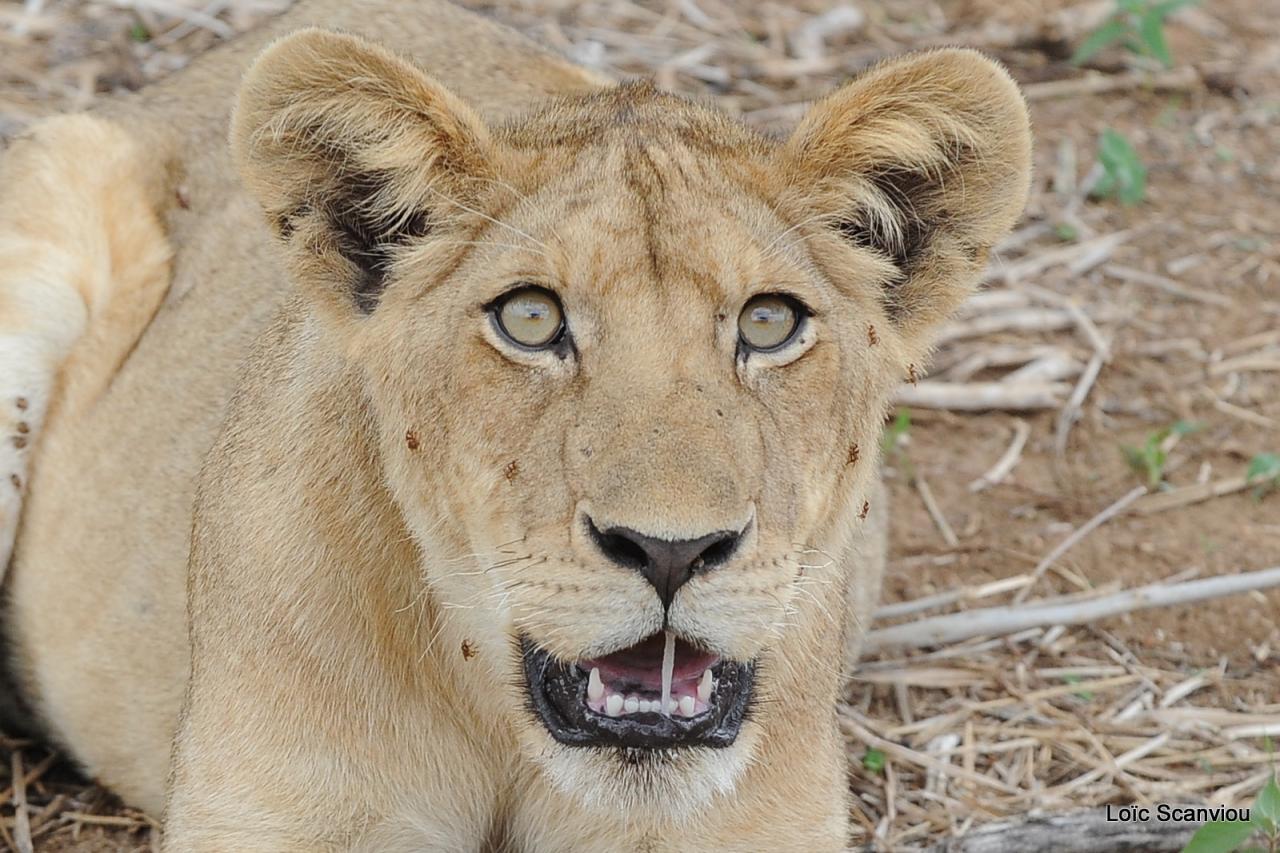 Lion (49)
