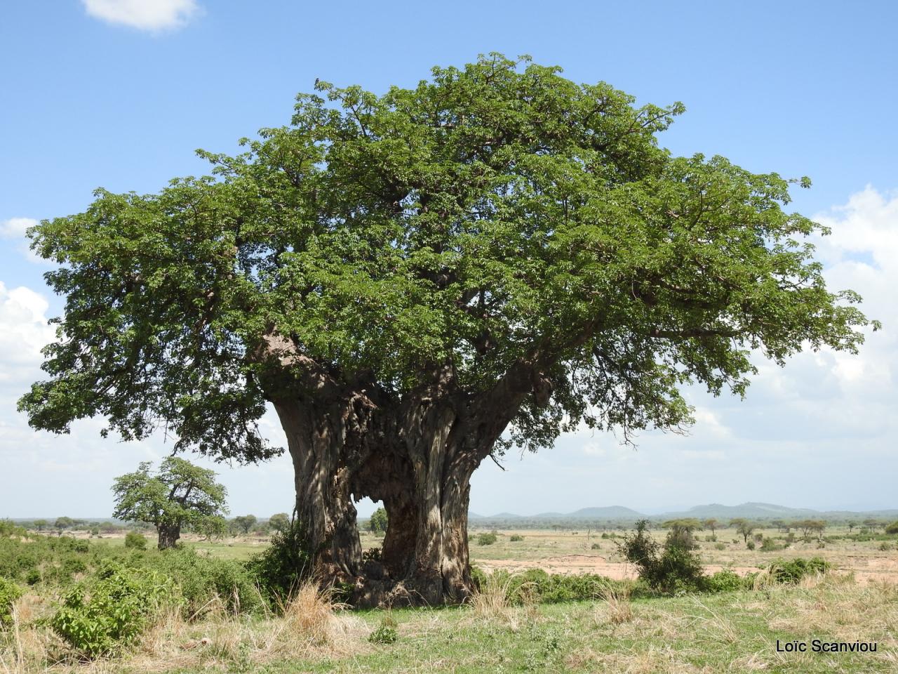 Ruaha (13)