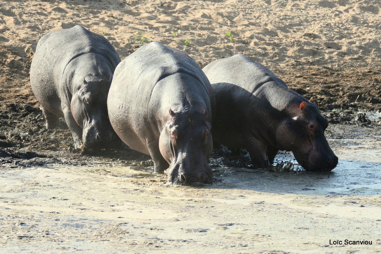 Hippopotame/Hippopotamus (4)