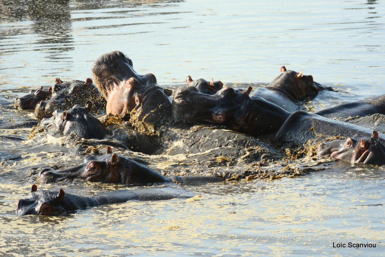 Hippopotame/Hippopotamus( 6)