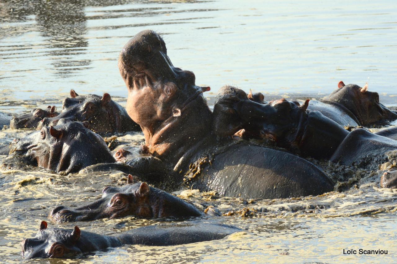 Hippopotame/Hippopotamus (7)