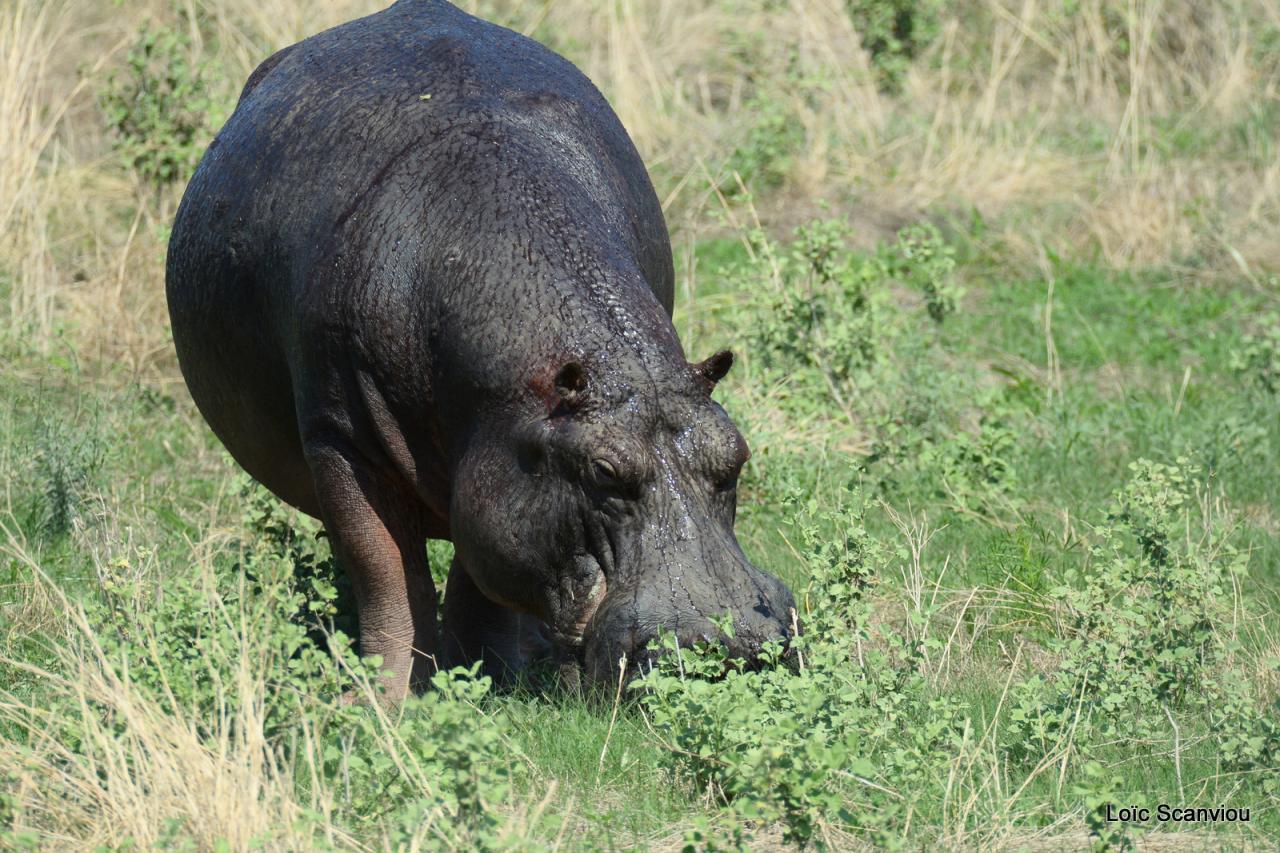 Hippopotame/Hippopotamus (8)