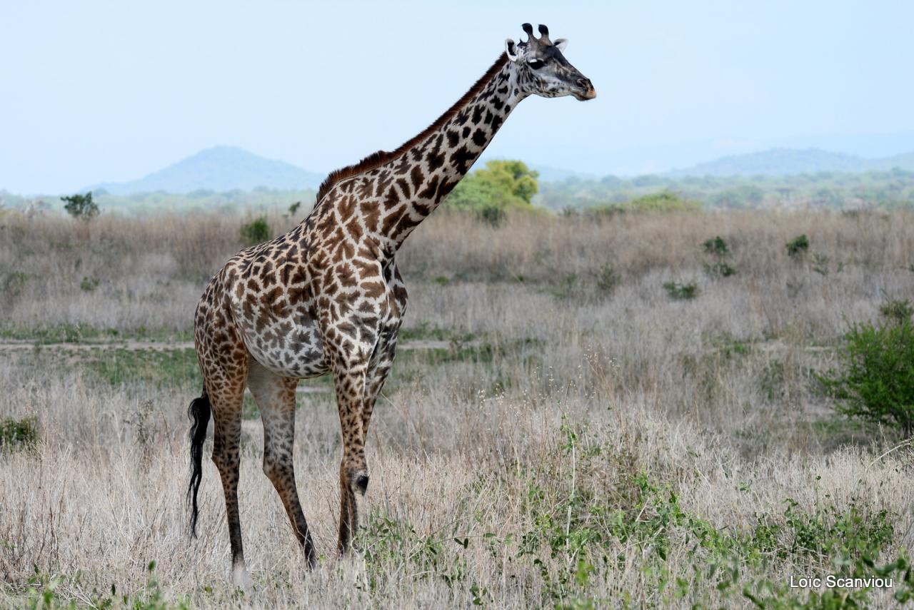 Girafe/Giraffe (1)