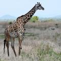 Girafe/Giraffe (1)