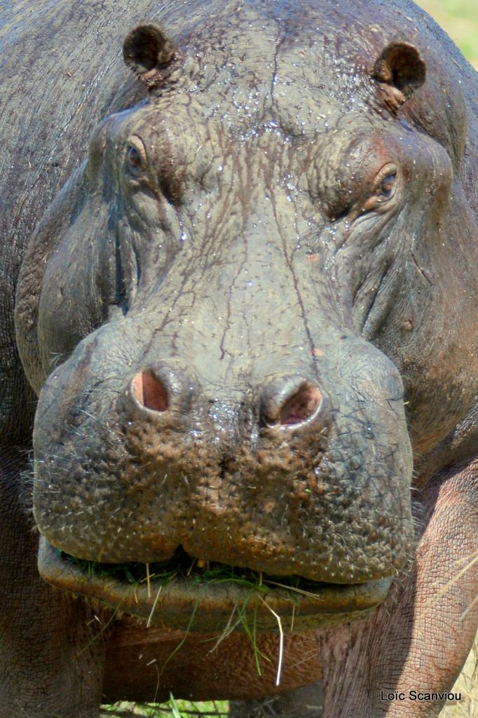 Hippopotame/Hippopotamus (10)