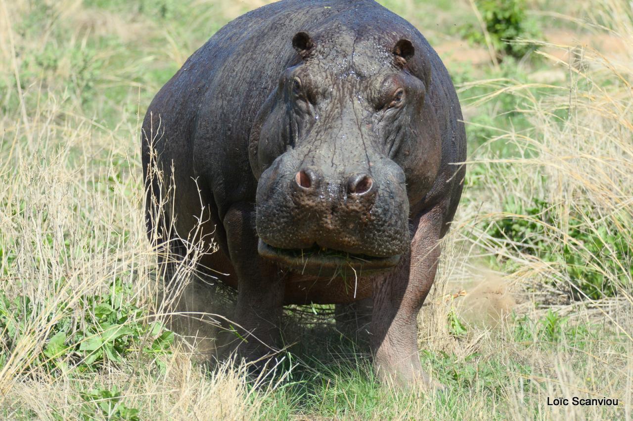 Hippopotame/Hippopotamus (11)