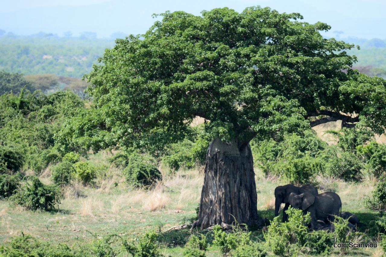 Ruaha (14)