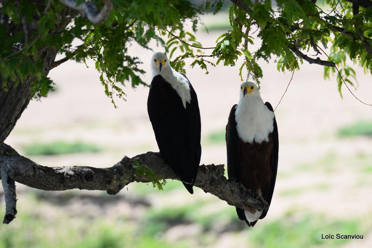 Aigle vocifère/African Fish Eagle (2)