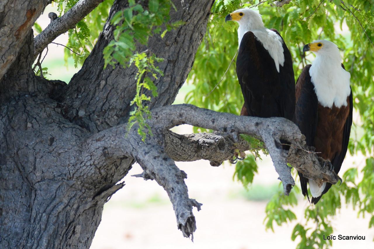 Aigle vocifère/African Fish Eagle (3)