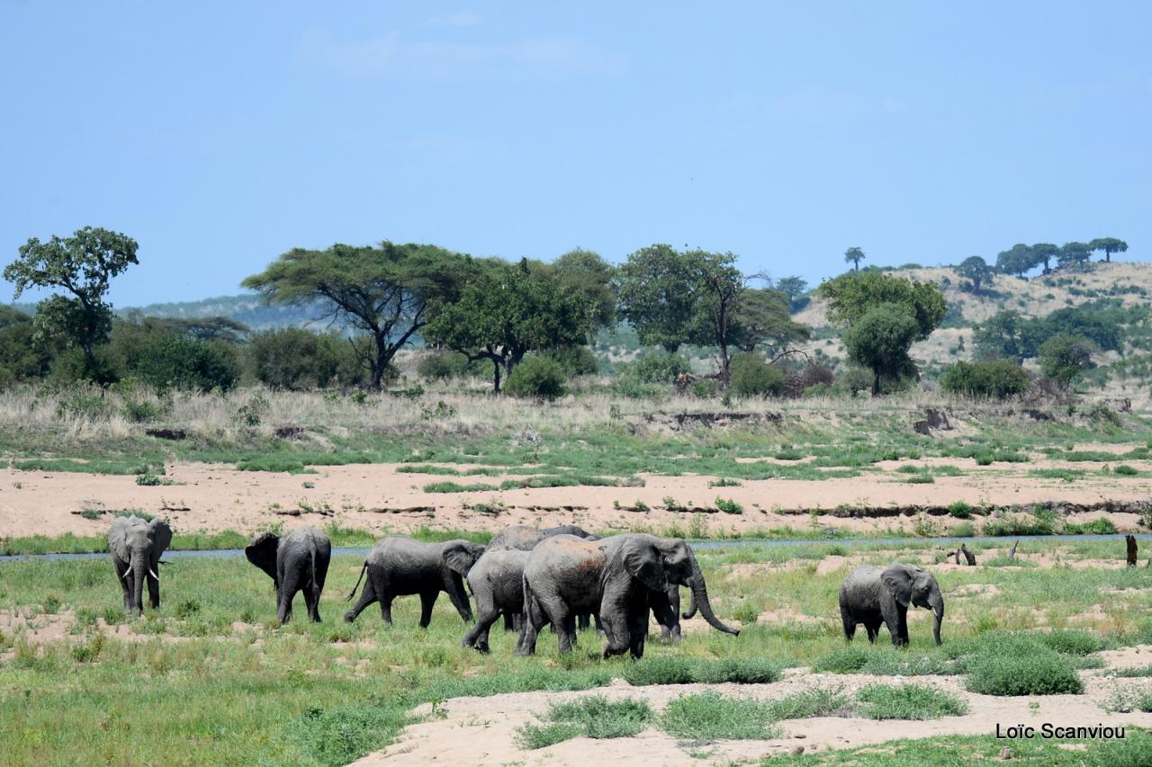 Eléphant (38)