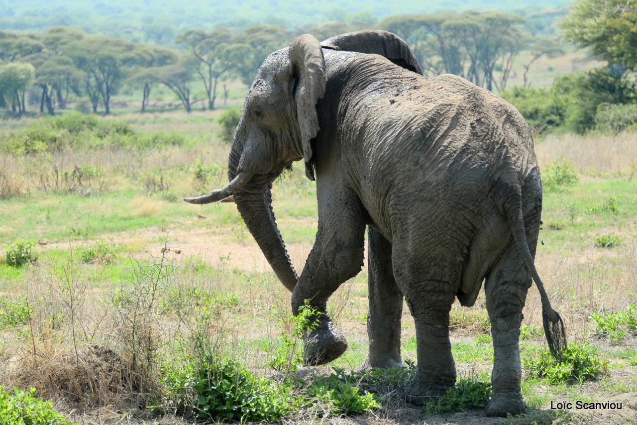 Eléphant (39)