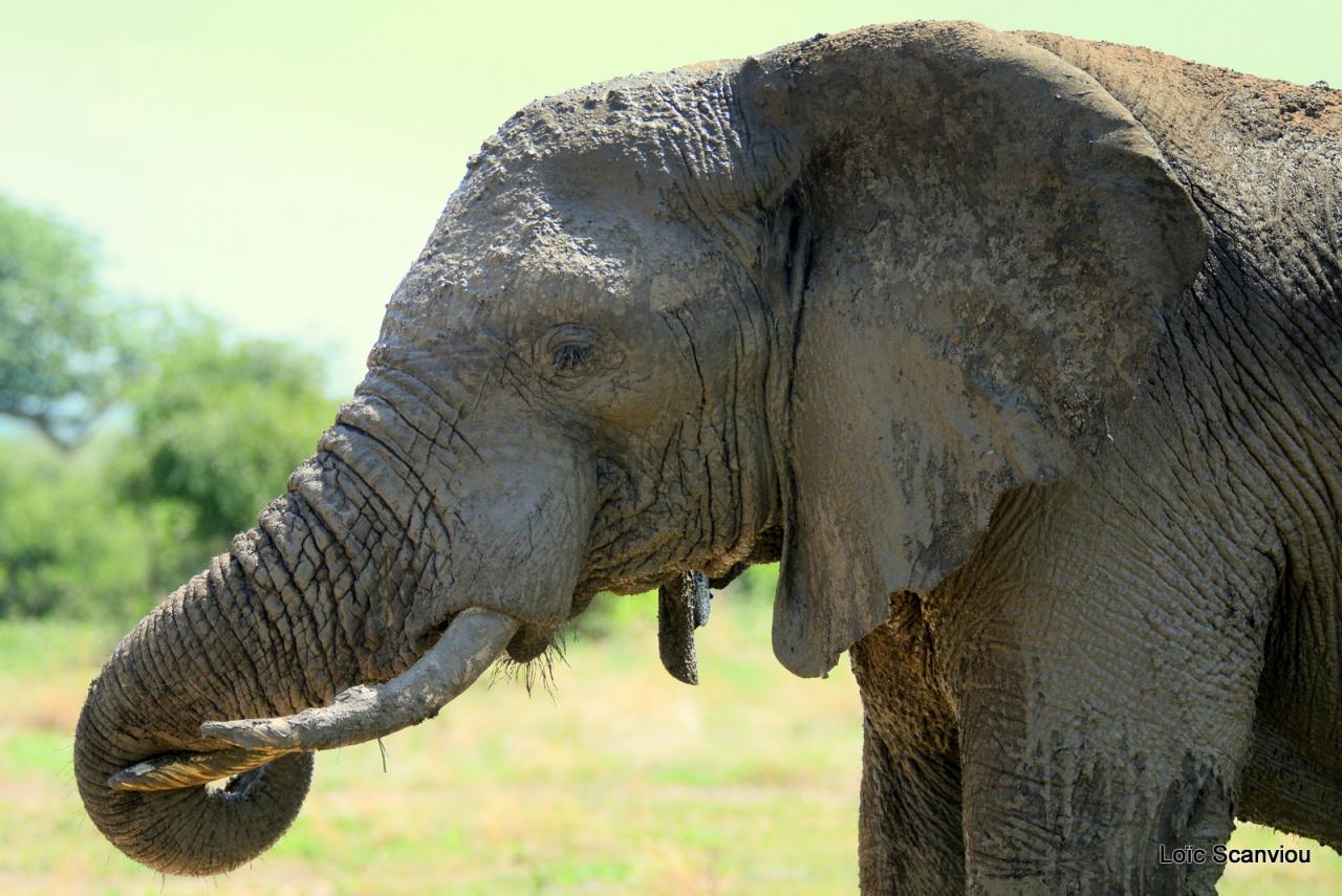 Eléphant (40)