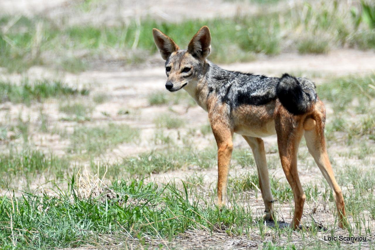 Chacal à chabraque/Black-backed Jackal (4)