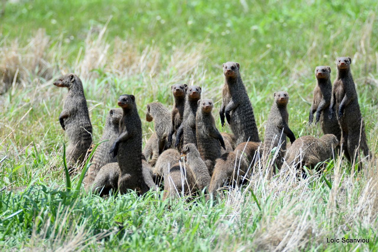 Mangouste rayée/Banded Mongoose (1)
