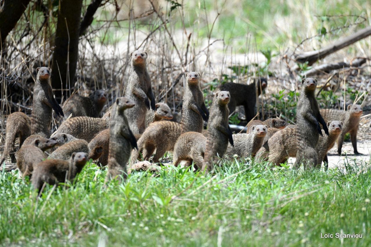 Mangouste rayée/Banded Mongoose (2)