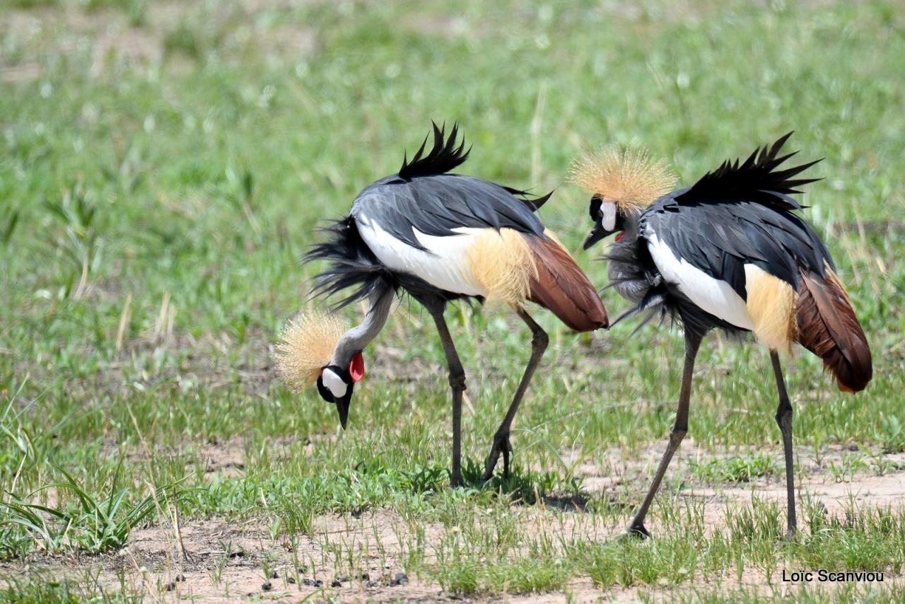 Grue couronnée/Grey-crowned Crane (1)