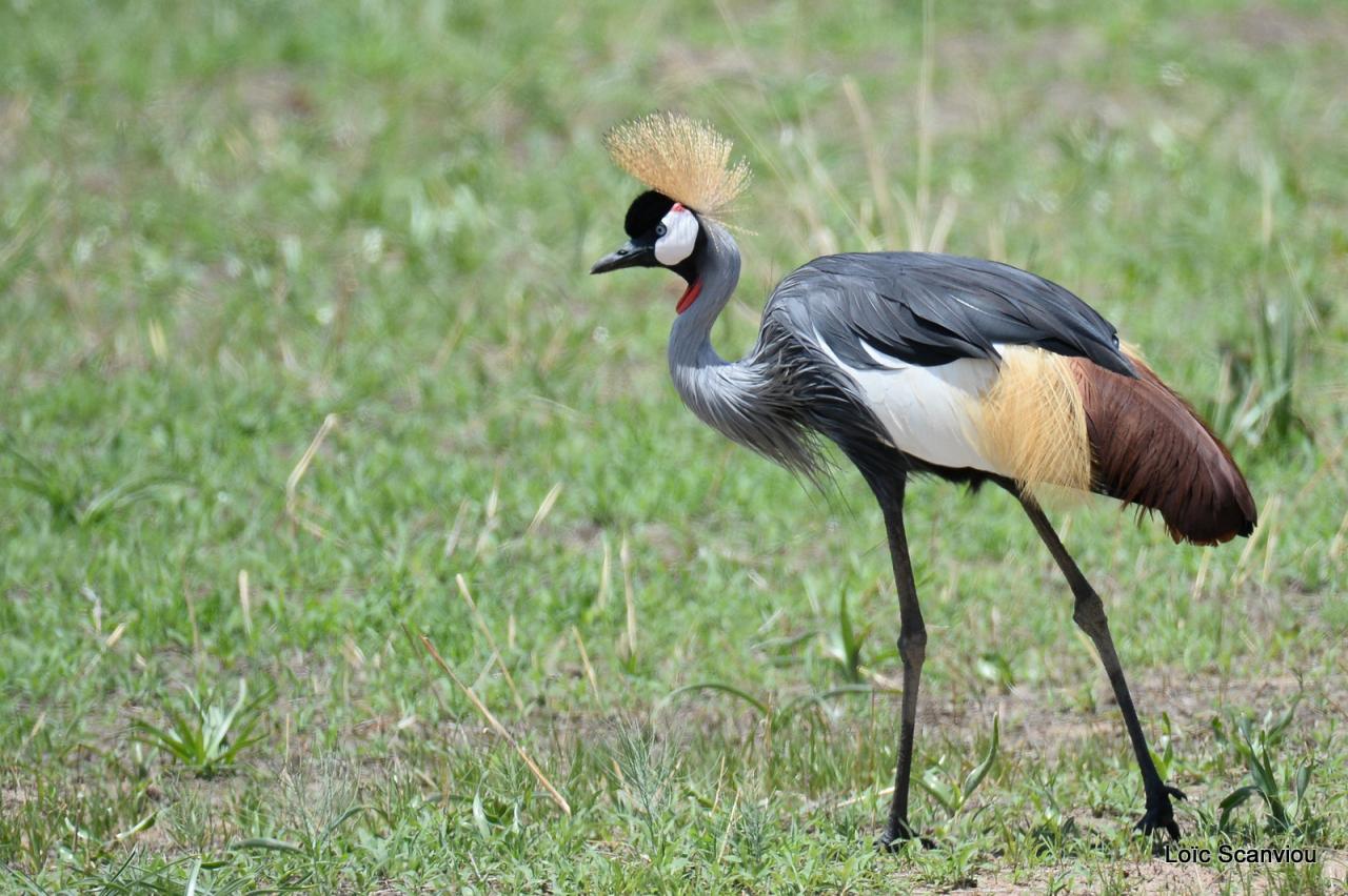Grue couronnée/Grey-crowned Crane (2)